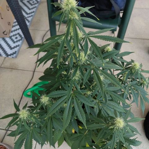 Auto Super OG Kush growlog timeline photo
