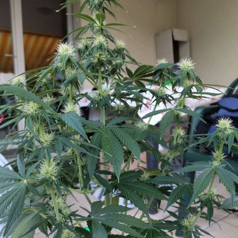 Auto Super OG Kush growlog timeline photo