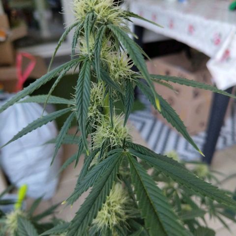 Auto Super OG Kush growlog timeline photo
