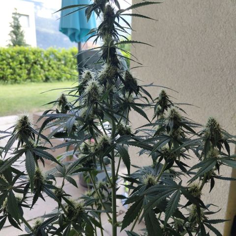 Auto Super OG Kush growlog timeline photo