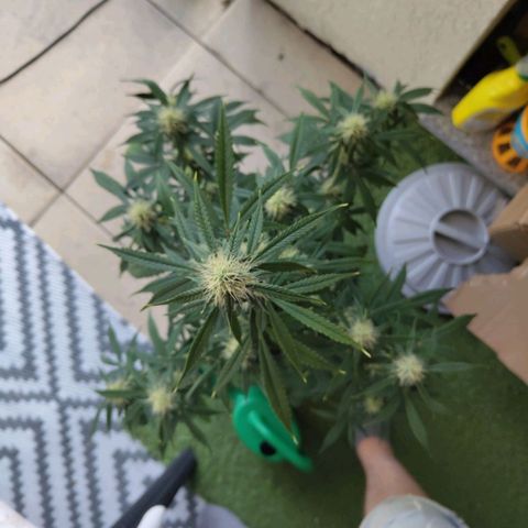 Auto Super OG Kush growlog timeline photo