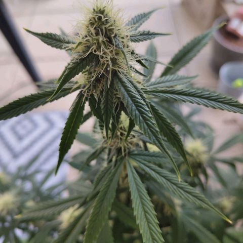 Auto Super OG Kush growlog timeline photo