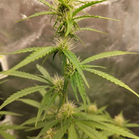 Amnesia Haze Auto growlog timeline photo