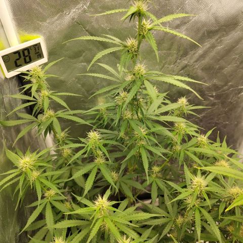 Amnesia Haze Auto growlog timeline photo