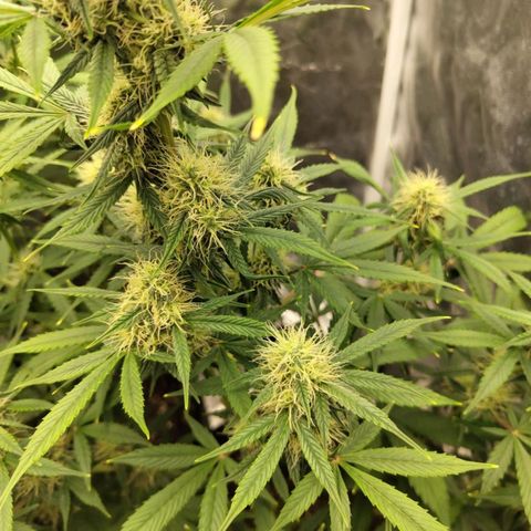 Auto Super OG Kush growlog timeline photo