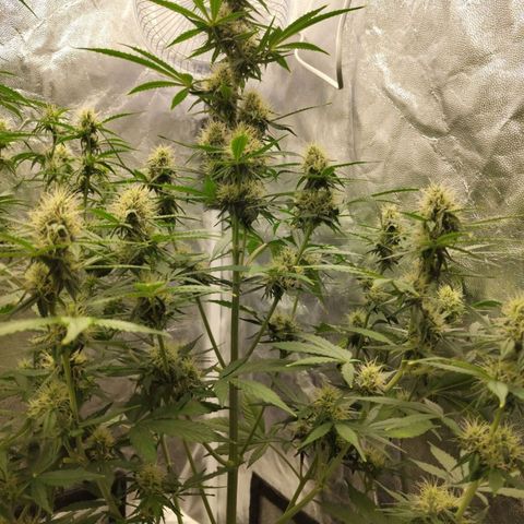 Auto Super OG Kush growlog timeline photo
