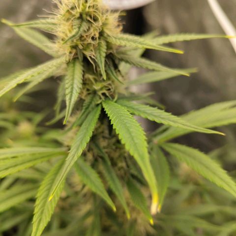 Auto Super OG Kush growlog timeline photo