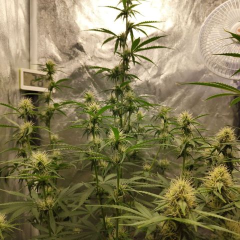 Amnesia Haze Auto growlog timeline photo