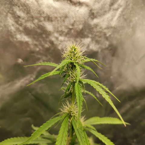 Amnesia Haze Auto growlog timeline photo