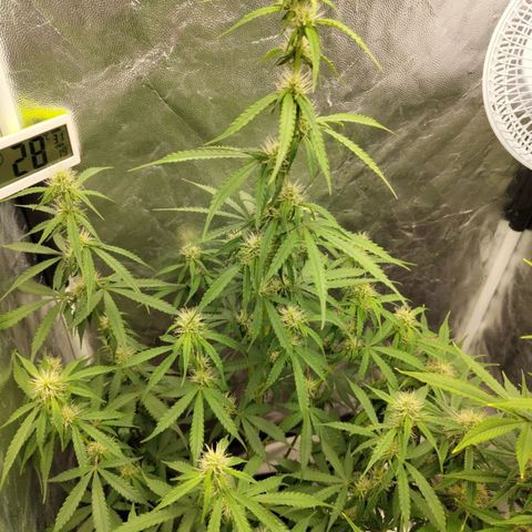 Amnesia Haze Auto growlog timeline photo