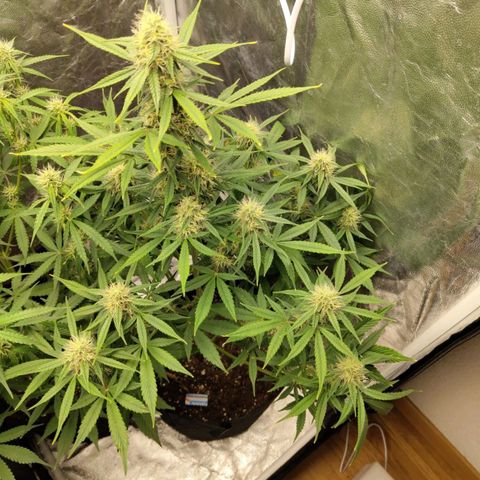 Auto Super OG Kush growlog timeline photo