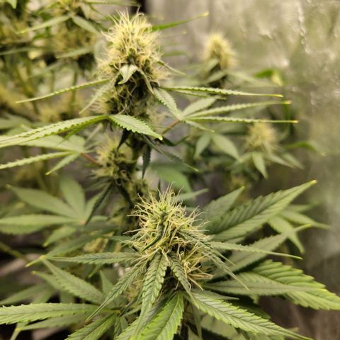 Auto Super OG Kush growlog timeline photo
