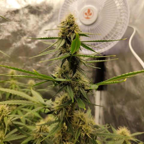Auto Super OG Kush growlog timeline photo