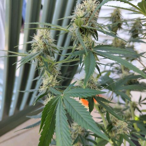 Amnesia growlog timeline photo