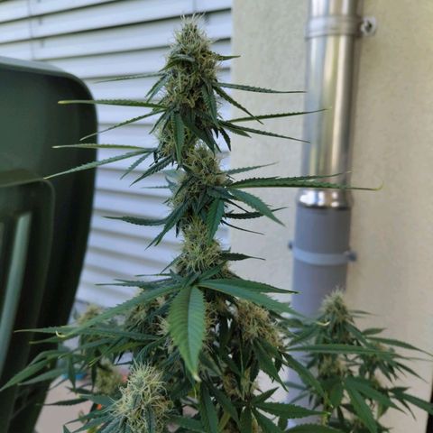 Amnesia growlog timeline photo