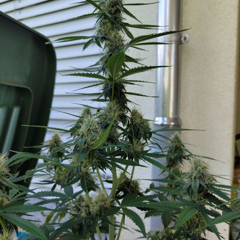 Auto Super OG Kush growlog timeline photo