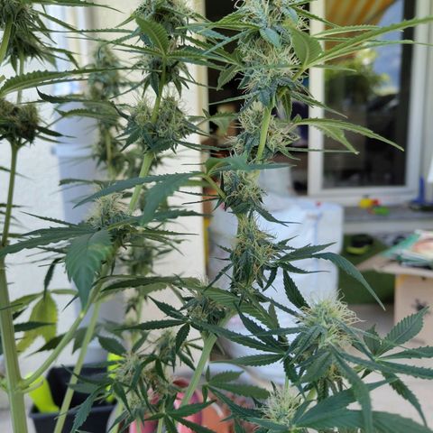 Auto Super OG Kush growlog timeline photo