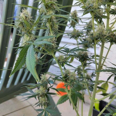 Auto Super OG Kush growlog timeline photo