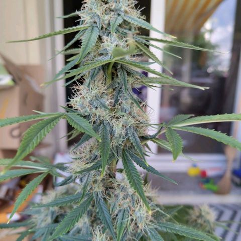 Auto Super OG Kush growlog timeline photo