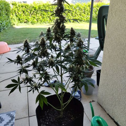 Auto Super OG Kush growlog timeline photo