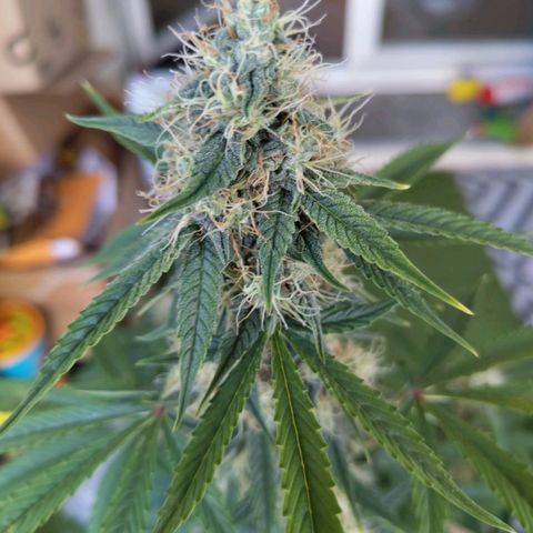 Auto Super OG Kush growlog timeline photo