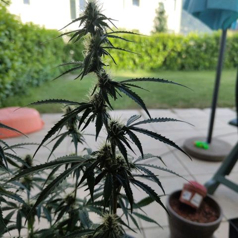 Amnesia Haze Auto growlog timeline photo