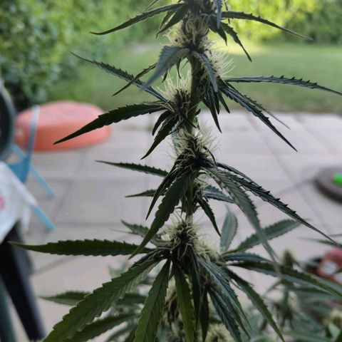 Amnesia Haze Auto growlog timeline photo