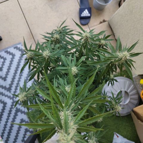 Amnesia Haze Auto growlog timeline photo