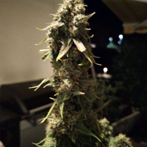 Auto Super OG Kush growlog timeline photo