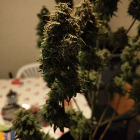Auto Super OG Kush growlog timeline photo