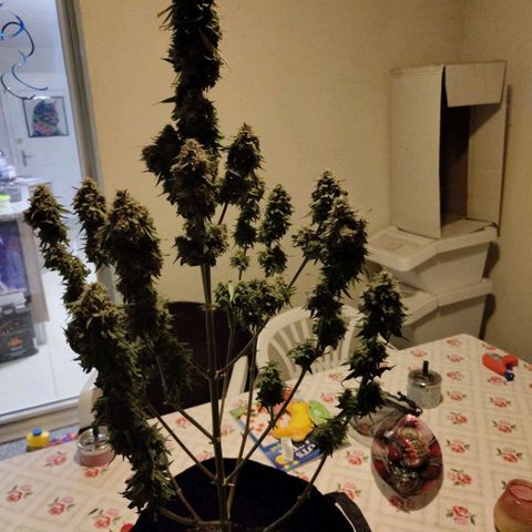 Auto Super OG Kush growlog timeline photo