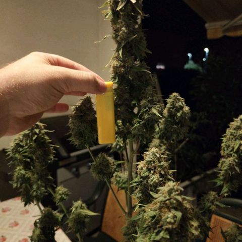 Auto Super OG Kush growlog timeline photo