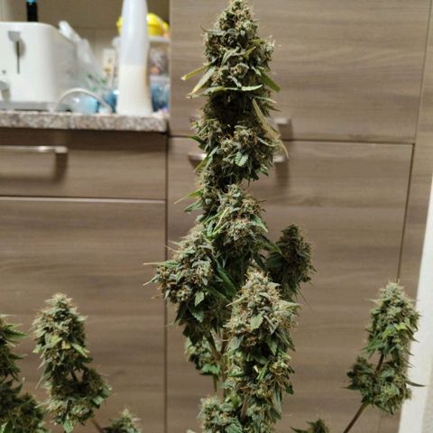 Auto Super OG Kush growlog timeline photo