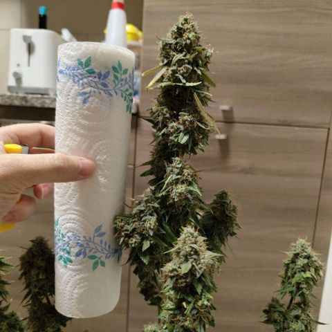 Auto Super OG Kush growlog timeline photo