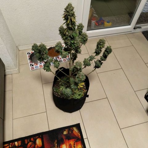 Auto Super OG Kush growlog timeline photo