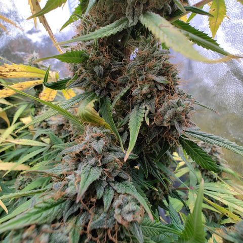 Auto Super OG Kush growlog timeline photo