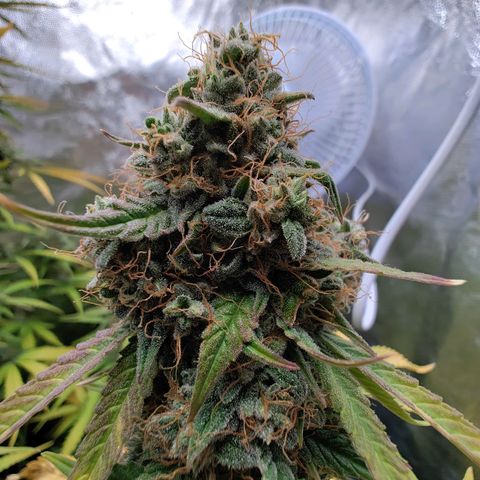 Auto Super OG Kush growlog timeline photo