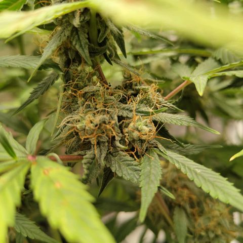 Auto Super OG Kush growlog timeline photo