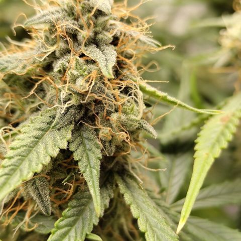 Auto Super OG Kush growlog timeline photo