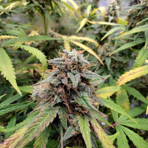 Auto Super OG Kush growlog timeline photo