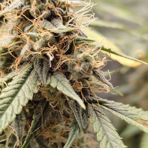 Auto Super OG Kush growlog timeline photo