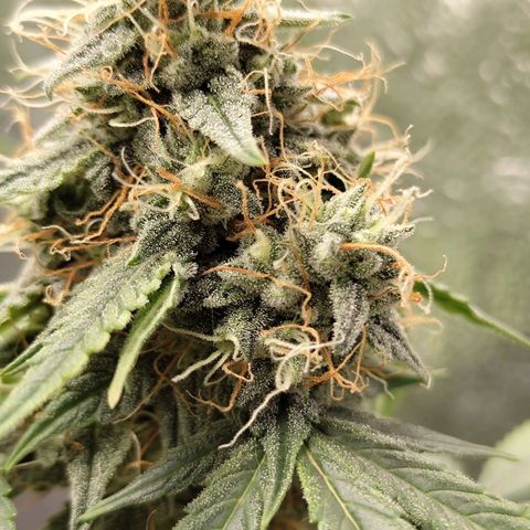 Auto Super OG Kush growlog timeline photo