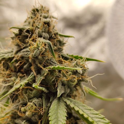 Auto Super OG Kush growlog timeline photo