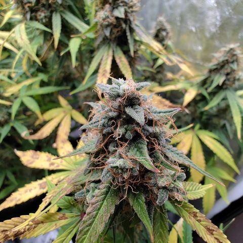 Auto Super OG Kush growlog timeline photo