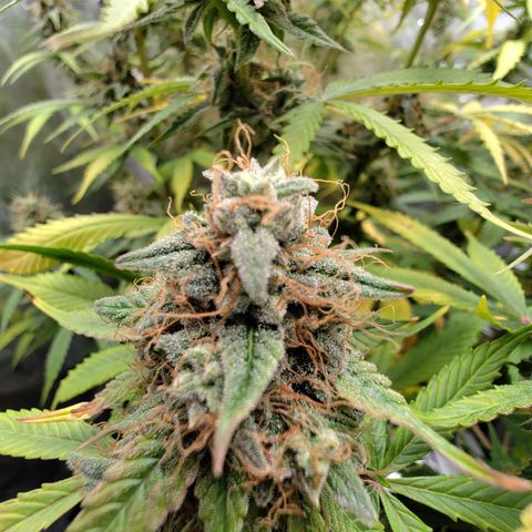 Auto Super OG Kush growlog timeline photo