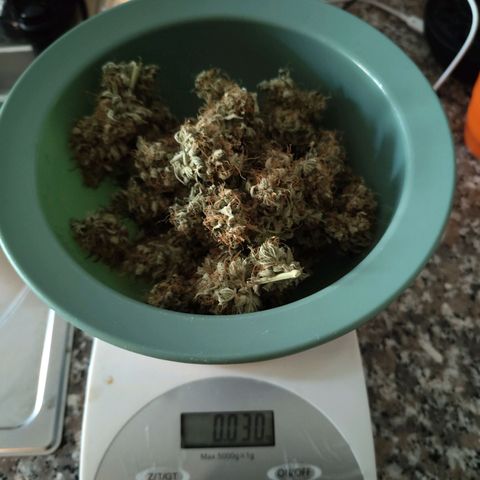 Auto Super OG Kush growlog timeline photo