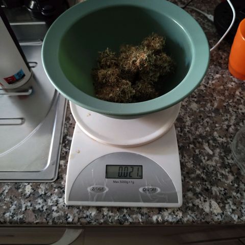 Auto Super OG Kush growlog timeline photo