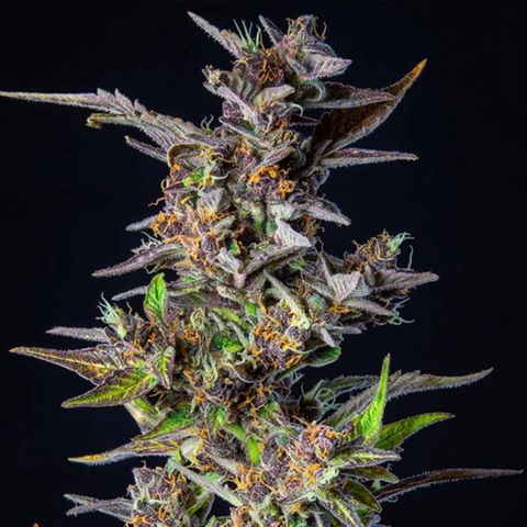 🍉 Watermelon No.1 growlog timeline photo