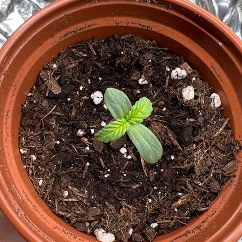 🦋WW No.1 growlog timeline photo
