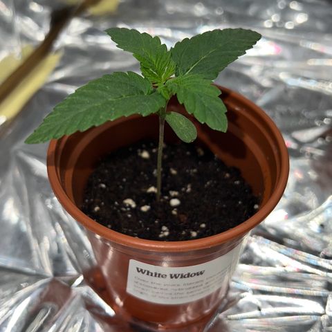 🦋WW No.1 growlog photo: 🍀🤲